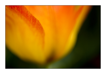 Tulipa Easter Surprise 10